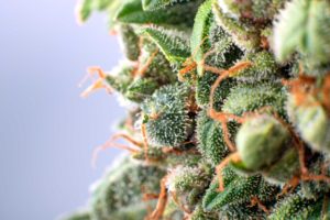 Cannabis Flower - THC